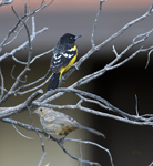 Scotts Oriole and Canyon Towhee 0523